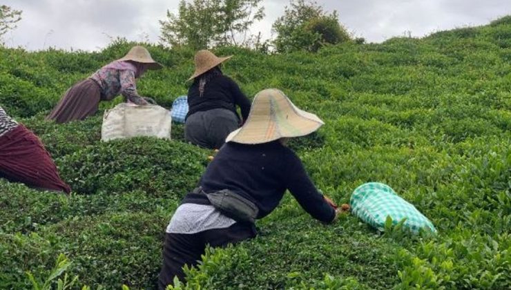 Doğu Karadeniz’de Bilinçsiz Gübreleme Çay Tarımını Olumsuz Etkiliyor