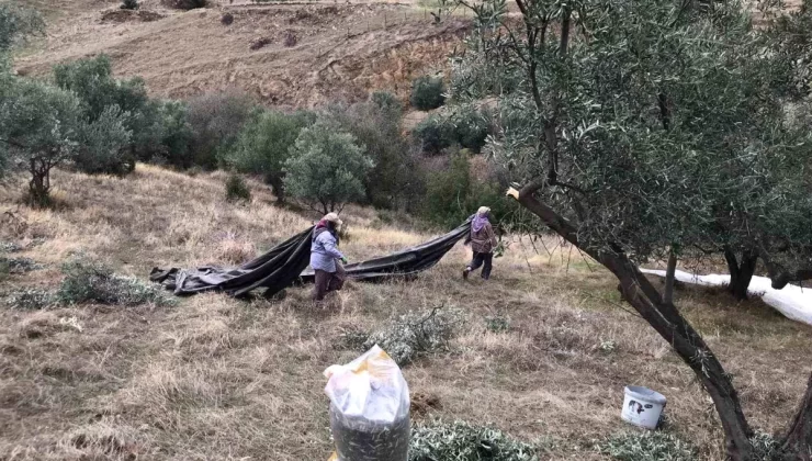 Manisa Sarıgöl’de Üzüm Hasadı Tamamlandı, Zeytin Hasadı Başladı