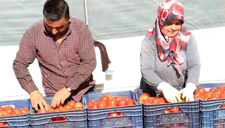 Mersin’de Domates Hasadı Başladı