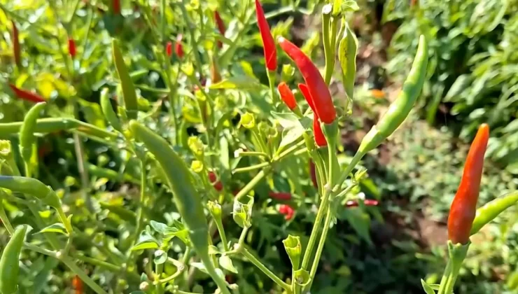 Şanlıurfa’da Turşuluk Kornişon ve Biber Üretimi İstihdama Katkı Sağlıyor