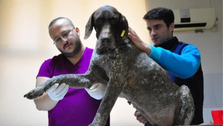 Sokakta terk edilen köpeğe platin takıldı