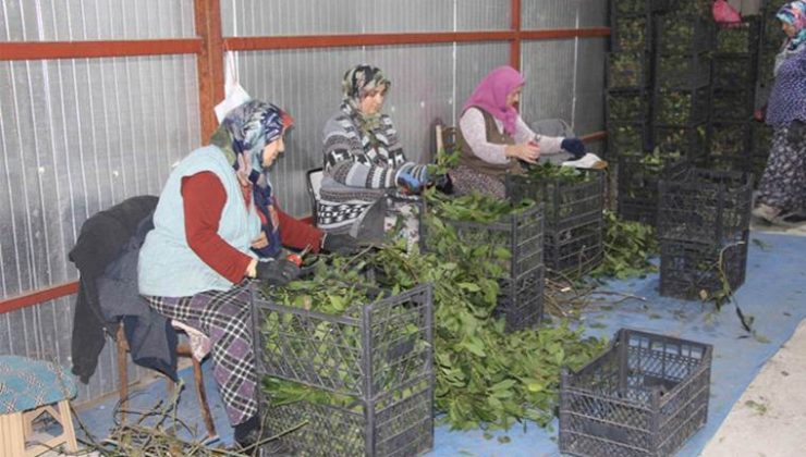 Dünya defne yaprağı ihtiyacının yüzde 90’ı Türkiye’den karşılanıyor
