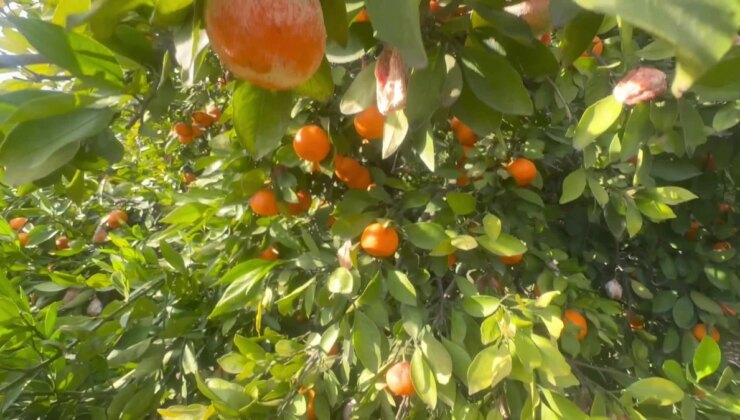 Adana’da 500 Ton Mandalina Kolunda Çürümeye Terk Edildi