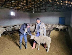 Afyonkarahisar’ın Bayat ilçesinde anaç koyun tespit ve aşılaması çalışması gerçekleştirildi