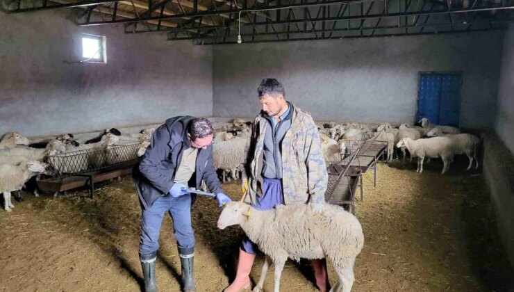 Afyonkarahisar’ın Bayat ilçesinde anaç koyun tespit ve aşılaması çalışması gerçekleştirildi