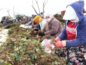 Aydın’da Ziraî Desteklemelerde 19 Milyar TL Aşıldı