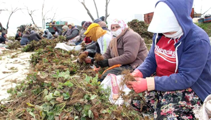 Aydın’da Ziraî Desteklemelerde 19 Milyar TL Aşıldı