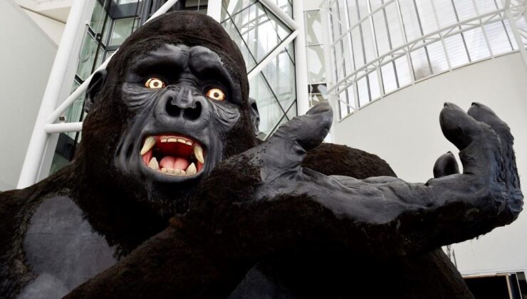 Gerçek King Kong bulundu! Bilim insanları jenerasyonunun neden tükendiğini ortaya çıkardı