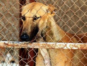 Güney Kore köpek eti tüketimini yasaklayan tasarıyı onayladı