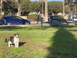 Mersin’de kedinin uçuşa hazırlanan dron ile oyunu gülümsetti