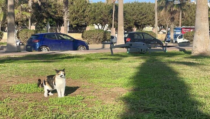 Mersin’de kedinin uçuşa hazırlanan dron ile oyunu gülümsetti