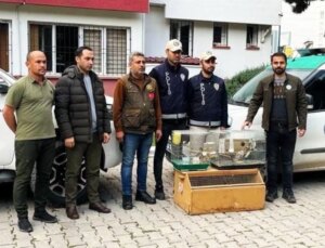 Osmaniye’de satışı yasaklı istilacı kuş ticareti yapan iş yerine para cezası