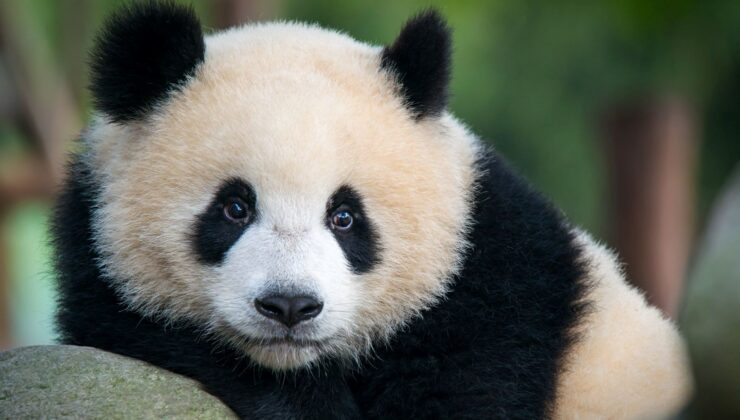 Çin ve ABD arasındaki  “Panda diplomasisi” yeniden başlıyor
