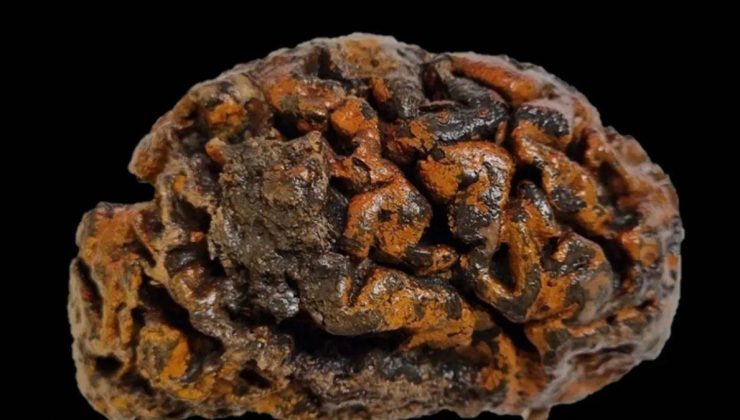 Antik Beyinlerin Sırrı: Binlerce Yıl Sonra Bile Korunabilen Miras!