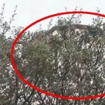 canakkalede panik anlari boyle dehset bir yilan yok aarYkbKu