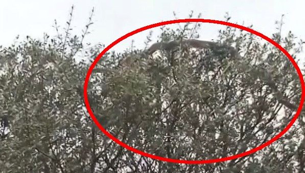 canakkalede panik anlari boyle dehset bir yilan yok aarYkbKu