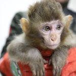 hudut kapisinda 3 makak maymunu ele gecirildi UQT84x7g