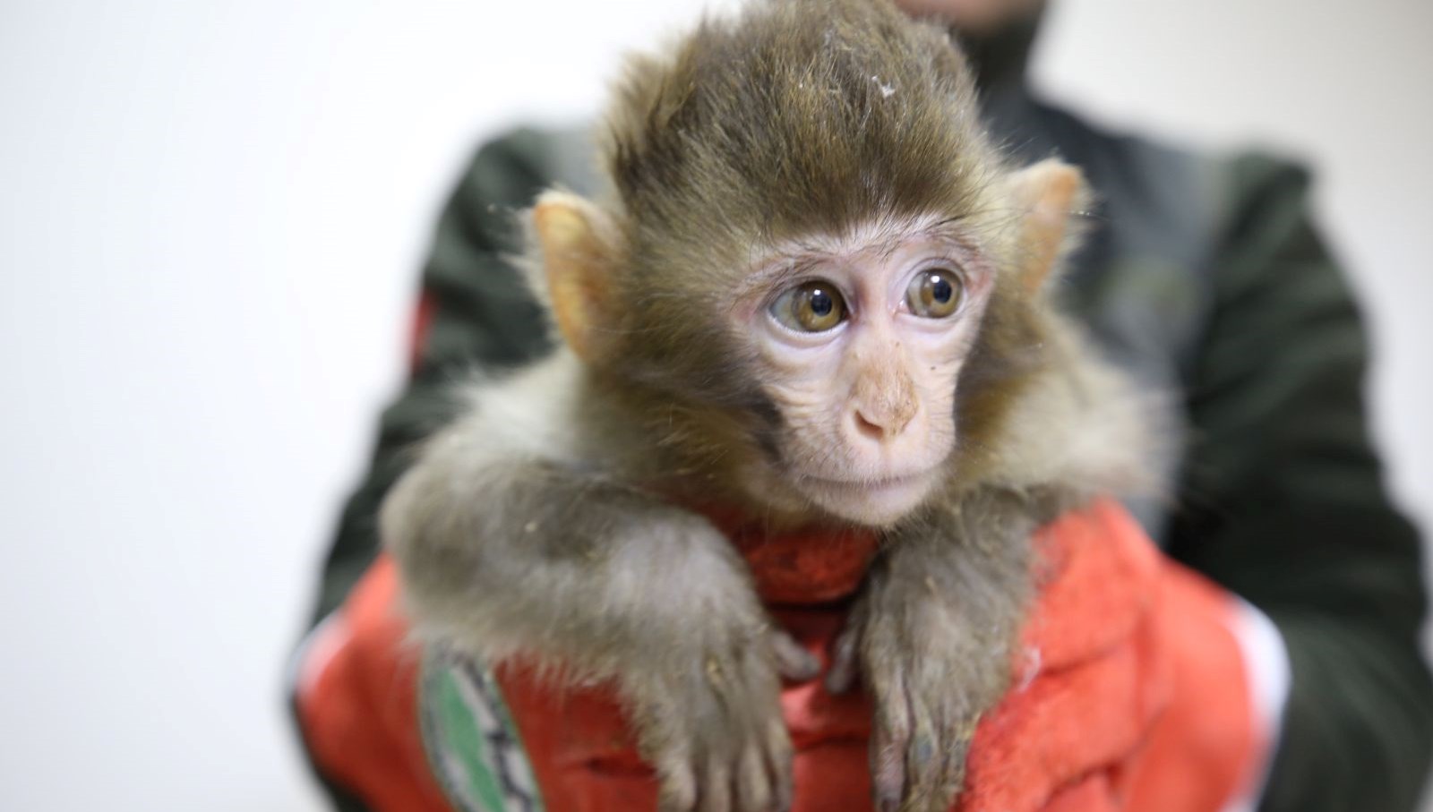 hudut kapisinda 3 makak maymunu ele gecirildi