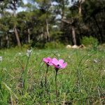 ikinci cemre suya dustuucuncu cemre topraga ne vakit dusecek T1AnhGdB