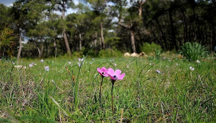 Suya Düşen Cemre'nin Ardından Toprak Ne Zaman Isınacak? 71 ikinci cemre suya dustuucuncu cemre topraga ne vakit dusecek T1AnhGdB