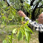 kilosu 600 liradan satiliyor mevsimin birinci hasadi yapildi HWYrzyTw