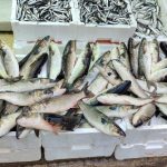 vitamin deposu kefal 200 liradan satisa sunuluyor SAtXUDll