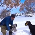 yurtdisinda meslekleri denedi memleketinde cobanliga dondu lzMIIzz2