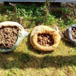 10 kilo salep toplarken yakalandilar sQJ7XdPN