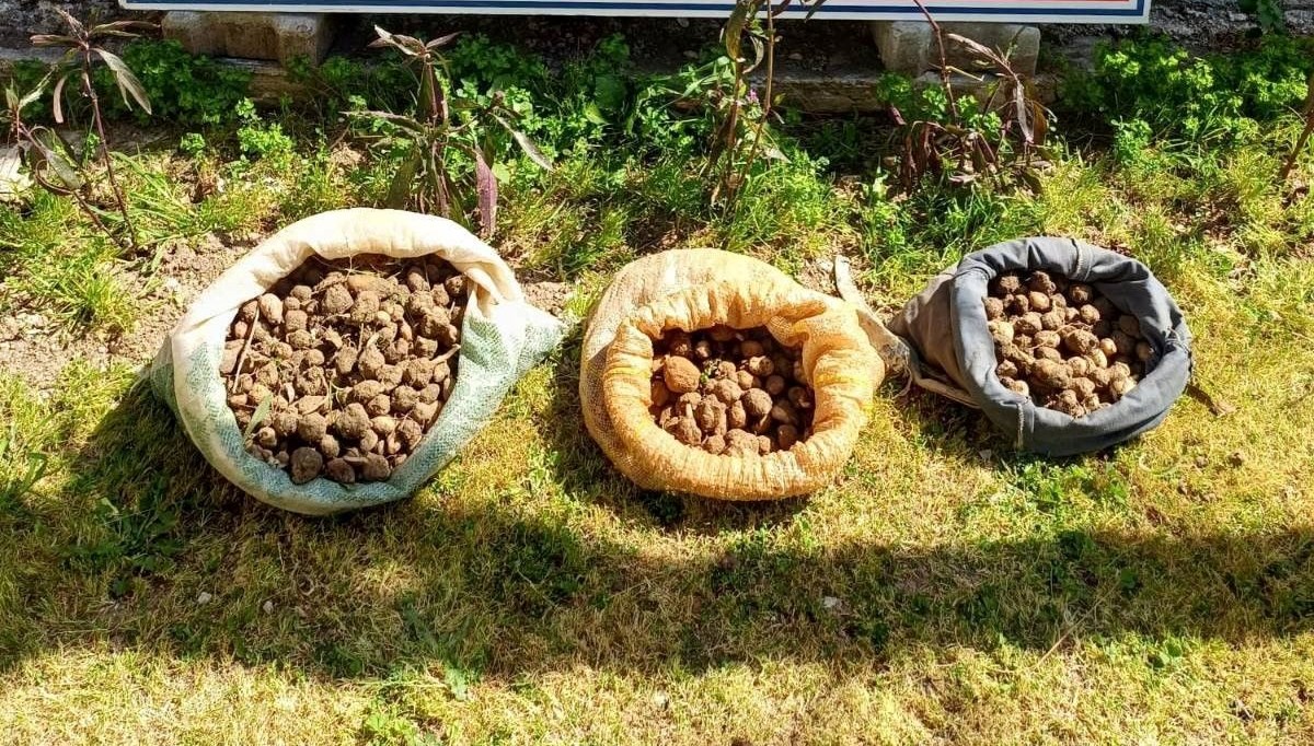 Salep Kaçakçıları Suçüstü Yakalandı: 10 Kiloluk Vurgun Son Anda Engellendi 71 10 kilo salep toplarken yakalandilar sQJ7XdPN