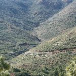 3 yil evvel yanan marmaris ormanlari yesermeye basladi tGHBAzmi