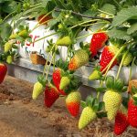 7 ton toplandi kilosu 90 tl silifkeden rusyaya gonderiliyor nB6KOvz4