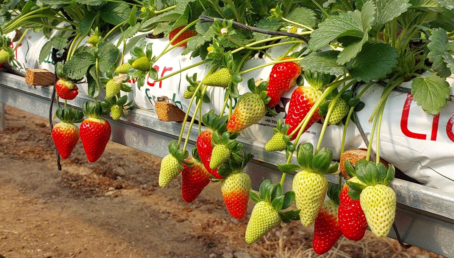 Silifke'nin Altın Çileği Rusya Yolunda: Rekor Hasatla İhracat Sevinci 71 7 ton toplandi kilosu 90 tl silifkeden rusyaya gonderiliyor nB6KOvz4