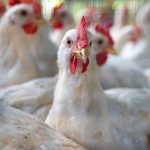abdde h7n9 kus gribi salgini 2017den bu yana ilk PYFI2vQc