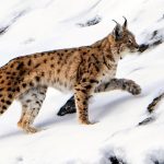 ac kalan vasak koye indi R56SEF5Y