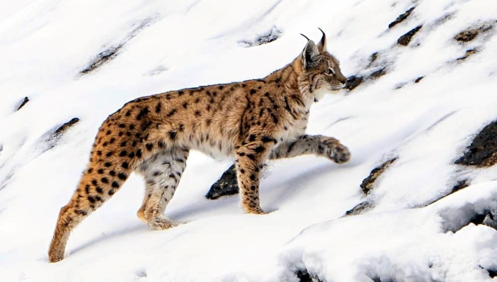 Aç Vaşak Köyde Dehşeti Estirdi 71 ac kalan vasak koye indi R56SEF5Y