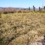 adanada don hasari narenciye ve marul ziyan goruyor bChib9Nd