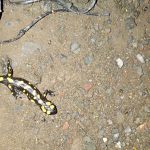 adiyamanda sari benekli semender goruntulendi xnOBLlBk