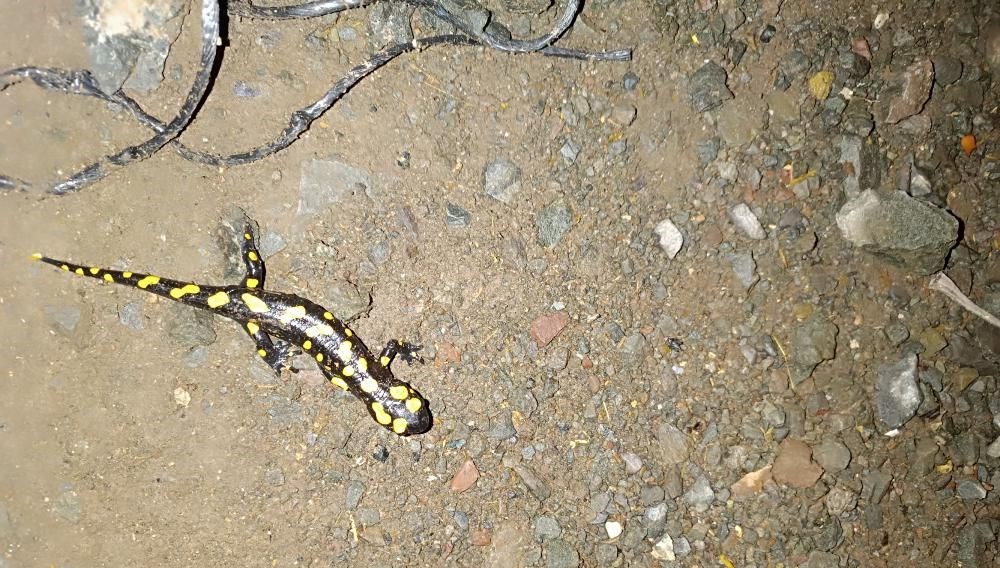 Adıyaman'da sarı benekli semender görüntülendi 71 adiyamanda sari benekli semender goruntulendi