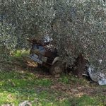 agaca carpan pikabin soforu oldu uLY4VKUs