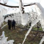 agaclarin hepsini soguktan korumak icin dondurmustu tomurcuklarin yuzde 80i cicek acti PBrUKERb