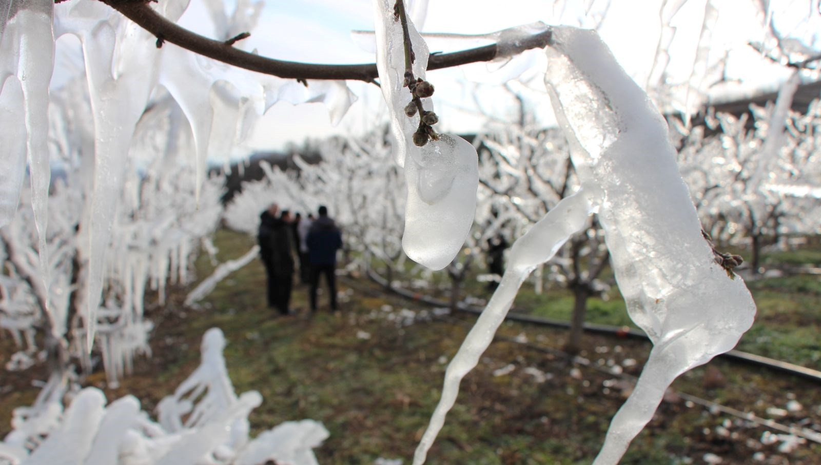 agaclarin hepsini soguktan korumak icin dondurmustu tomurcuklarin yuzde 80i cicek acti PBrUKERb