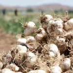 aksaray sarimsagina ispanyol yatirimi 99Ym3KiT