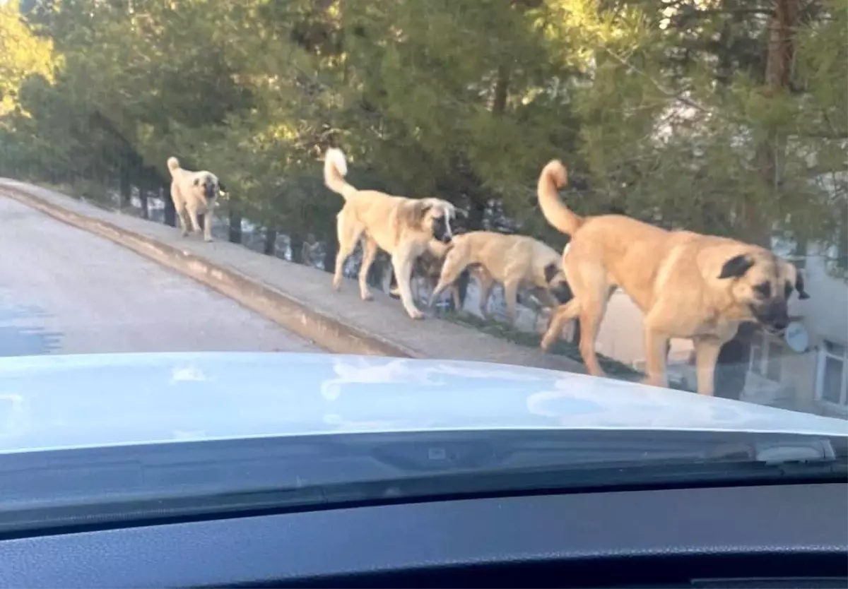 amasyada sokak kopeklerine karsi acil onlem daveti Gllwt29Y