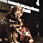 ankara emniyetinin emektar narkotik kopegi toma 11 yil sonra emekli oldu mGEKu6Si