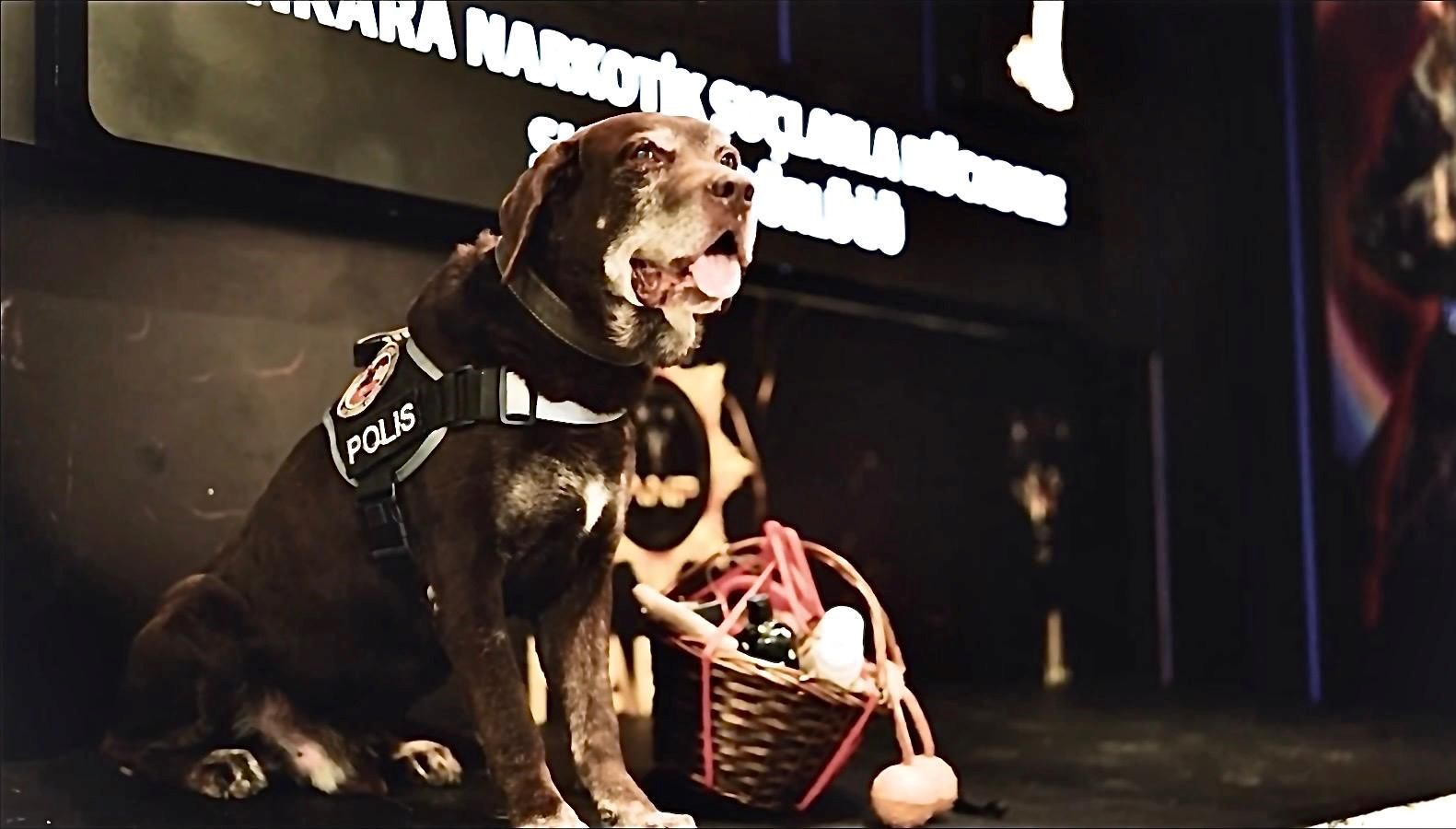 ankara emniyetinin emektar narkotik kopegi toma 11 yil sonra emekli oldu mGEKu6Si