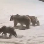 anne ve yavru ayilar yiyecek aramaya indi qnKvZylR