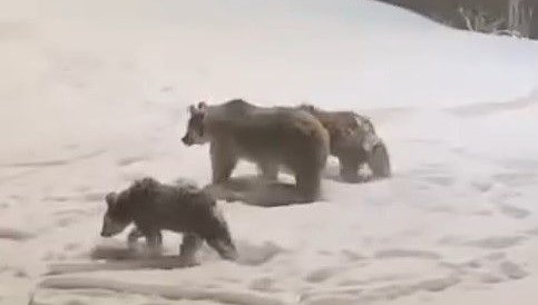 Yiyecek Arayışında: Anne Ayı ve Yavrusunun Epik İnişi 71 anne ve yavru ayilar yiyecek aramaya indi qnKvZylR