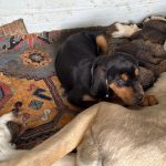 anneleri olen yavru kurt kopeklerine kangal kopegi annelik etti Qkyhwaia