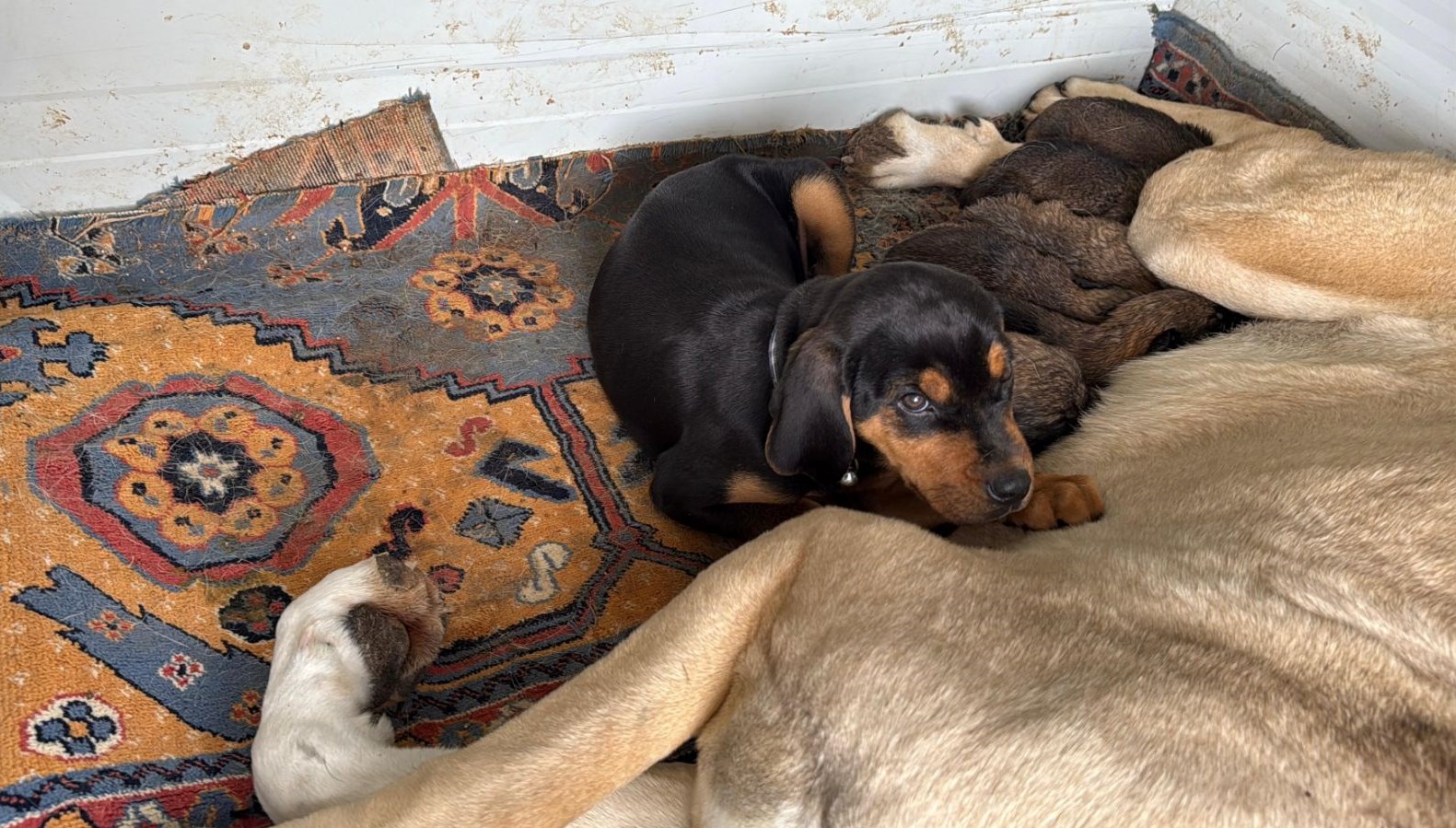 anneleri olen yavru kurt kopeklerine kangal kopegi annelik etti Qkyhwaia