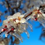 antalya icin zirai don uyarisi 6Ddk2nCY